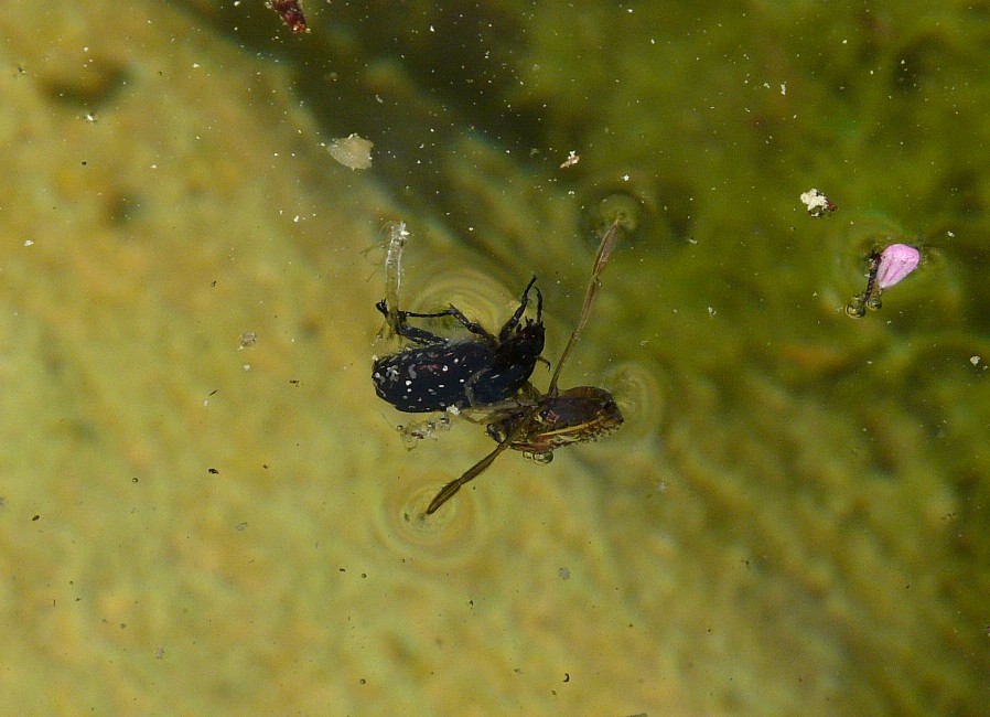 Il Laghetto del Centro di Entomologia - Piombino (LI)